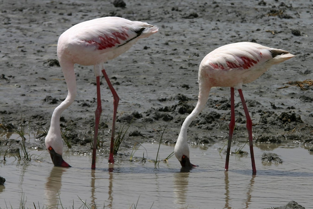 Các mối đe dọa đối với hồ Natron cũng như những địa điểm sinh sản khác của chim hồng hạc trên khắp châu Phi gây ra sự suy giảm nhanh về số lượng loài. Đó là lý do để Liên minh Bảo tồn Thiên nhiên Quốc tế (IUCN) tuyên bố loài này gần bị đe dọa. Ảnh: Pinterest.