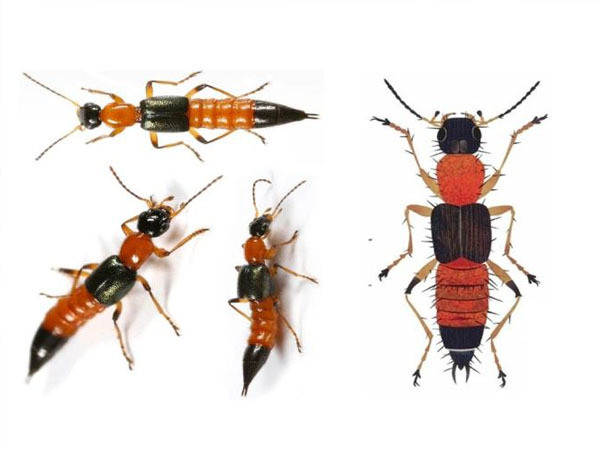 Nọc độc có khiến 3 khoang mạnh gấp 12-15 lần nọc rắn hổ mang.