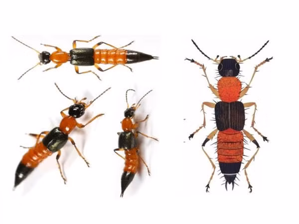 Nọc độc có khiến 3 khoang mạnh gấp 12-15 lần nọc rắn hổ mang.