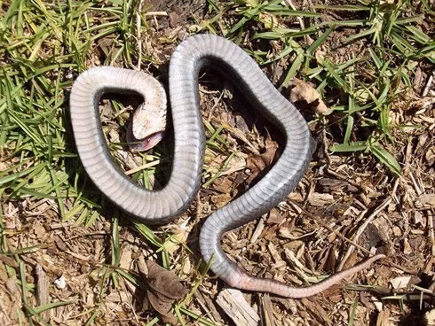 Tuyet chieu gia chet cua loai ran co ho hang voi ho mang cuc doc