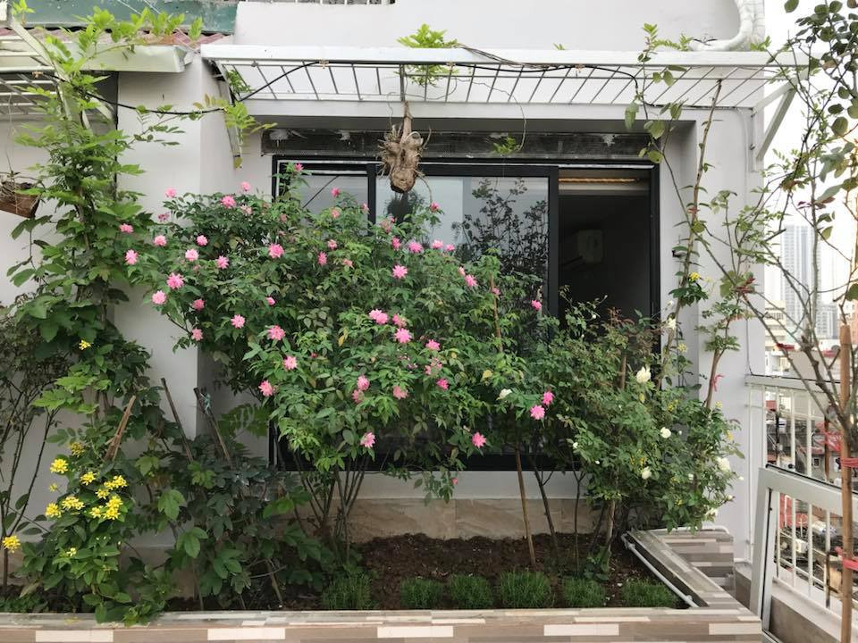 Chị Thúy chia sẻ kinh nghiệm, để có vườn hoa đẹp trên sân thượng, cần chú ý đến việc tưới nước, bón phân, chăm sóc và đặc biệt là nắng. Bởi theo chị, sân thượng thì bao nhiêu nắng, hoa sẽ đượm màu và lặp hoa bấy nhiêu.