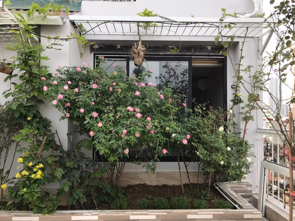 Chị Thúy chia sẻ kinh nghiệm, để có vườn hoa đẹp trên sân thượng, cần chú ý đến việc tưới nước, bón phân, chăm sóc và đặc biệt là nắng. Bởi theo chị, sân thượng thì bao nhiêu nắng, hoa sẽ đượm màu và lặp hoa bấy nhiêu.