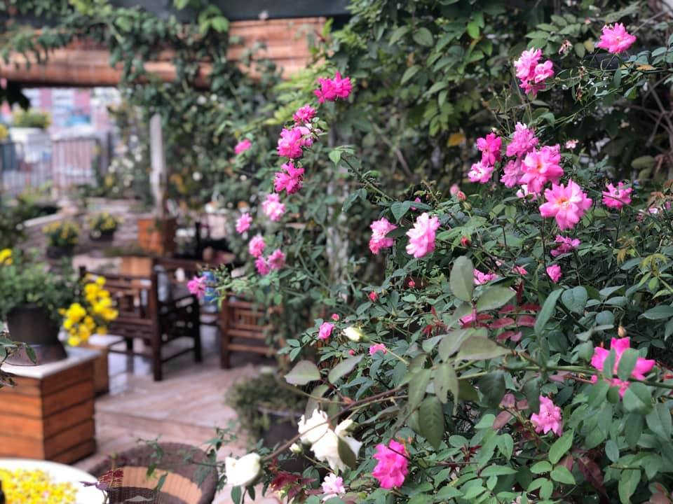 Khu vườn hiện tại được chị trồng khoảng 90 gốc hồng. Vườn hồng với đủ loài khiến bao người mơ ước.