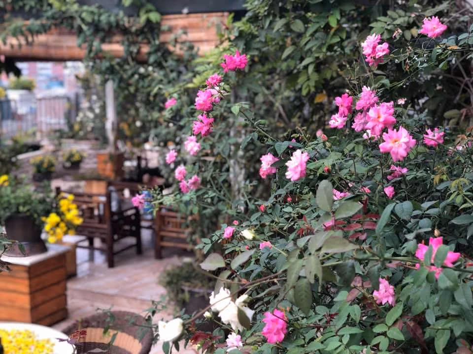 Khu vườn hiện tại được chị trồng khoảng 90 gốc hồng. Vườn hồng với đủ loài khiến bao người mơ ước.