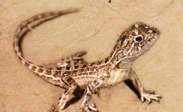 Rong co thuc su ton tai tren Trai dat?-Hinh-2