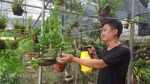 Theo anh Minh, tùy vào độ quý và đẹp mà các giò lan rừng có giá trị khác nhau. Đôi khi cả bó to cũng chỉ vài trăm nghìn đồng nhưng có khi chỉ một nhánh bé tí ti thôi cũng vài ba triệu đồng.