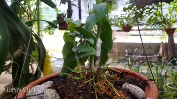 Hiện, khách hàng chủ yếu tại vườn lan của anh Minh đến từ các tỉnh như Quảng Ninh, Hải Phòng, Hà Nội...