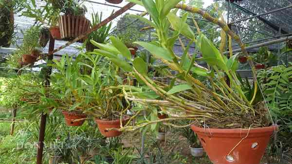 Các giỏ lan được anh Minh chăm sóc cẩn thận vì nhiều loại mới mang từ rừng về chưa thích nghi với điều kiện trồng, chăm sóc nhân tạo.