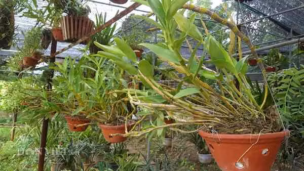 Các giỏ lan được anh Minh chăm sóc cẩn thận vì nhiều loại mới mang từ rừng về chưa thích nghi với điều kiện trồng, chăm sóc nhân tạo.