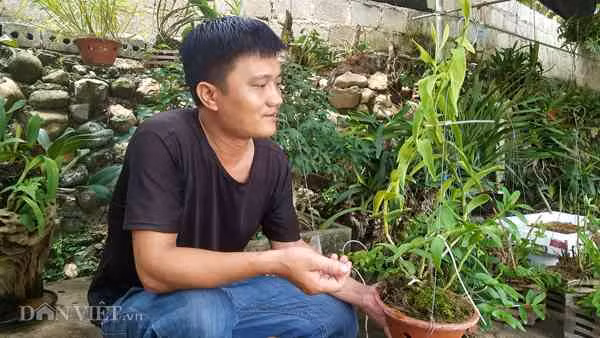 Vườn lan rừng của anh Minh hiện có hơn 1.600 giò lớn, nhỏ với nhiều loại lan rừng quý hiếm...