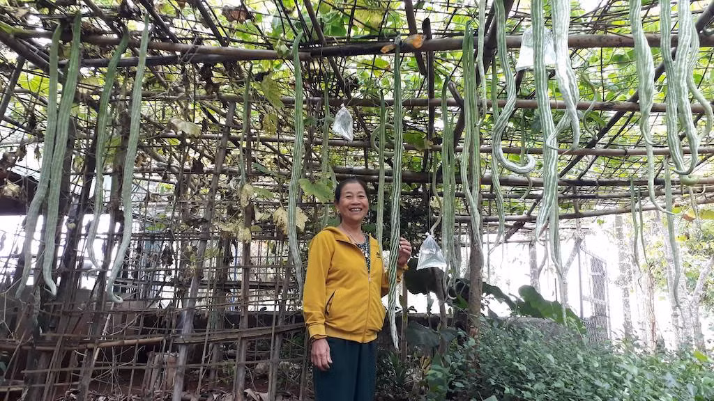 Những ngày này, mảnh vườn nhỏ của gia đình bà Hoàng Thị Gái (65 tuổi, trú khu phố 11, thị trấn Gio Linh, huyện Gio Linh, Quảng Trị) có khá đông người ghé thăm. Sở dĩ như vậy là vì trên mảnh vườn ấy có cả trăm quả mướp, mỗi quả dài từ 1,3 -1,7m, trông rất lạ mắt.