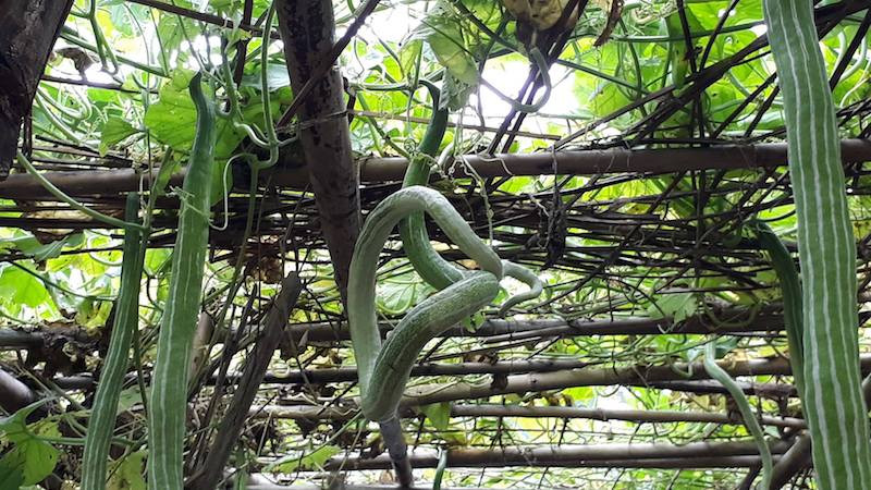 Có những quả mướp sắn hình thù kỳ dị, ngoằn ngèo. Ảnh: Ngọc Vũ