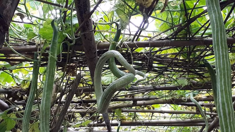 Có những quả mướp sắn hình thù kỳ dị, ngoằn ngèo. Ảnh: Ngọc Vũ