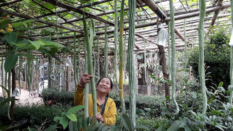 Bà Gái để giống lại, tháng Một vừa qua bà tiếp tục gieo hạt, sau 2 tháng đến nay bà đã có một giàn mướp rất đẹp. Để tránh những loài ong chích phá, bà Gái buộc những bịch nước để xua đuổi ong. Ảnh: Ngọc Vũ