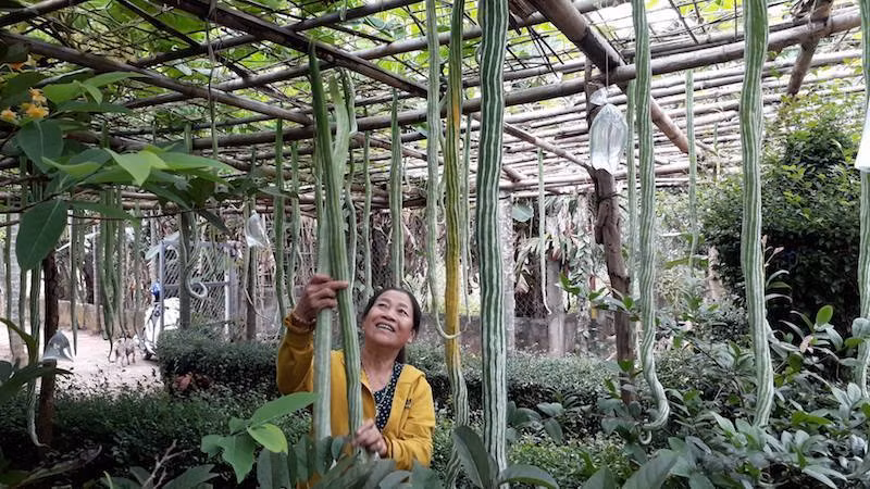 Bà Gái để giống lại, tháng Một vừa qua bà tiếp tục gieo hạt, sau 2 tháng đến nay bà đã có một giàn mướp rất đẹp. Để tránh những loài ong chích phá, bà Gái buộc những bịch nước để xua đuổi ong. Ảnh: Ngọc Vũ