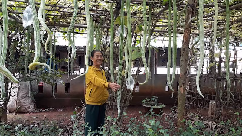 Bà Gái cho biết, năm 2018, người thân của bà sang Thái Lan, kiếm được giống mướp quý nên đem về cho bà hai hạt. Sau khi trồng, cây mướp phát triển tốt, hai tháng đã ra quả chi chít. Ảnh: Ngọc Vũ