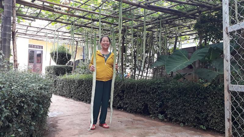 Mỗi quả mướp ở vườn bà Gái dài từ 1,3 – 1,7 mét, đường kính khoảng 4 – 5cm, có sọc dọc thân quả như con rắn nên được gọi là mướp rắn. Mướp rắn có thể chế biến được nhiều món như xào thịt bò, trộn, nấu canh… với vị thơm ngon. Ảnh: Ngọc Vũ