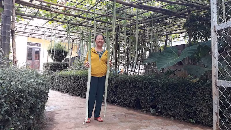 Mỗi quả mướp ở vườn bà Gái dài từ 1,3 – 1,7 mét, đường kính khoảng 4 – 5cm, có sọc dọc thân quả như con rắn nên được gọi là mướp rắn. Mướp rắn có thể chế biến được nhiều món như xào thịt bò, trộn, nấu canh… với vị thơm ngon. Ảnh: Ngọc Vũ