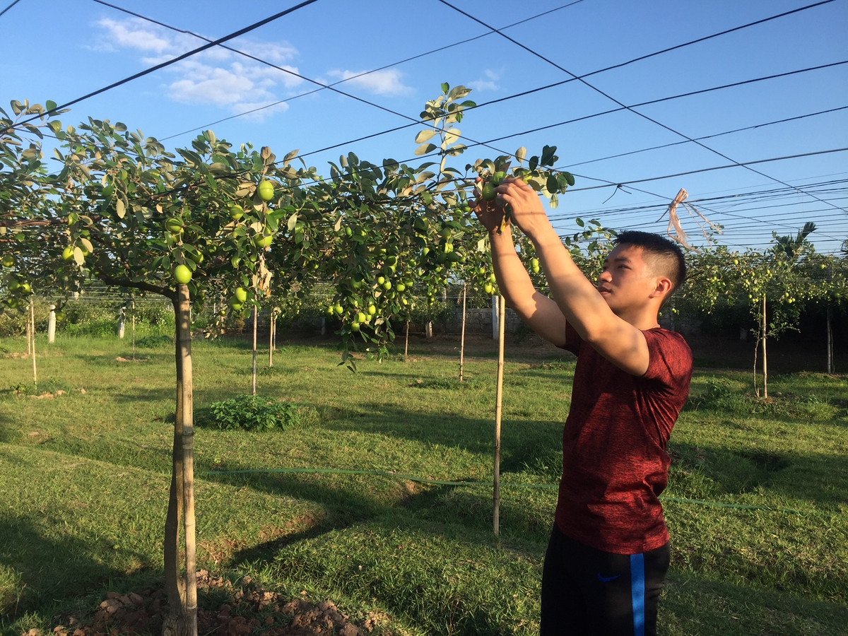 Bien cay tao dai day gai thanh dac san thu 60 ty moi nam