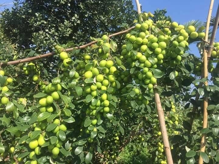 Bien cay tao dai day gai thanh dac san thu 60 ty moi nam-Hinh-2