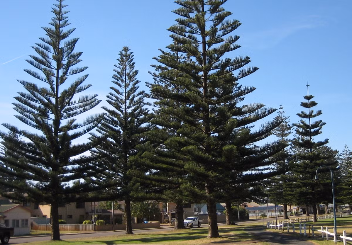 Cây tùng, bách: Hai loại cây này tưởng chừng được rất nhiều gia đình yêu thích, trồng trong nhà thế nhưng lại có một nhược điểm chính là mùi hương của chúng. 