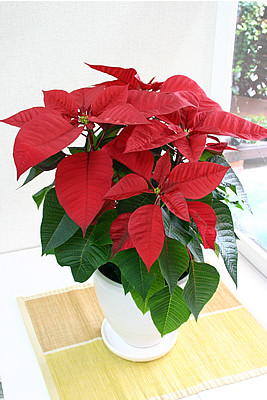 Cây trạng nguyên: Cây trạng nguyên được biết đến với màu sắc lá cây đỏ nổi bật, nhìn xa ngỡ như những bông hoa đỏ rực rỡ. 