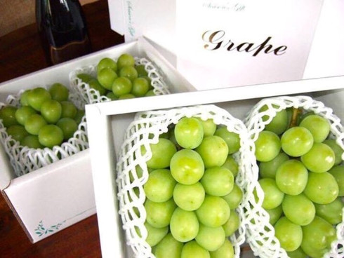 Nho Shine Muscat của Nhật Bản, hay còn gọi là nho mẫu đơn xanh, hiện đang cháy hàng ở Hà Nội dù giá tiền triệu mỗi kg. (Nguồn: Dân trí)