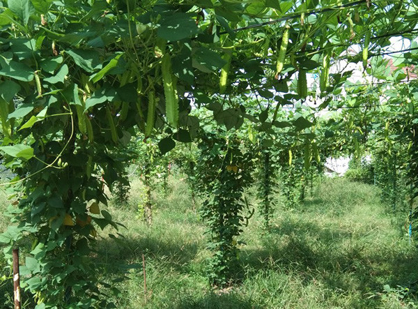 Dem tien moi tay nho thu trong loai cay yeu thich-Hinh-3