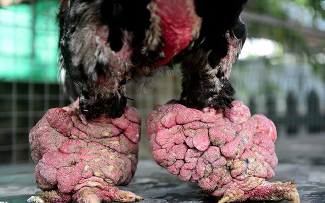 Vài năm trở lại đây, giá gà Đông Tảo đã "hạ nhiệt", hàng đỉnh nhất chỉ từ 10-15 triệu đồng.