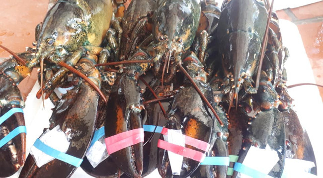 Anh Hải, một chủ nhà hàng ở Hà Nội, cũng cho biết mỗi lần nhà hàng nhập về từ 200 - 500kg mà vẫn không đủ hàng phục vụ cho thực khách. Tại cửa hàng của anh, giá tôm này dao động từ 950.000-1,3 triệu đồng/kg, tùy thuộc vào kích thước của tôm.