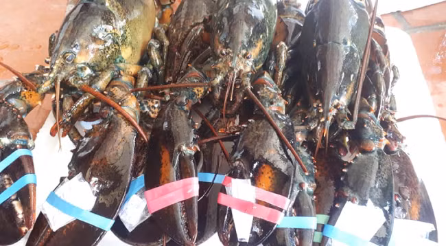 Anh Hải, một chủ nhà hàng ở Hà Nội, cũng cho biết mỗi lần nhà hàng nhập về từ 200 - 500kg mà vẫn không đủ hàng phục vụ cho thực khách. Tại cửa hàng của anh, giá tôm này dao động từ 950.000-1,3 triệu đồng/kg, tùy thuộc vào kích thước của tôm.