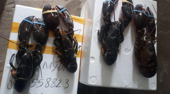 Anh cho biết đây là thời điểm khan hàng mà nhu cầu người dùng tăng lên. Vì thế, giá của tôm hùm Alaska cũng tăng. Vào mùa hè, lượng người ăn ít đi và đúng mùa số lượng nhiều thì giá sẽ hạ nhiệt hơn, chỉ khoảng 700.000 - 800.000 đồng/kg. Cũng vì lẽ đó, mặt hàng này thường xuyên rơi vào tình trạng “cháy” hàng, có lần khách phải đợi nửa tháng mới có hàng.