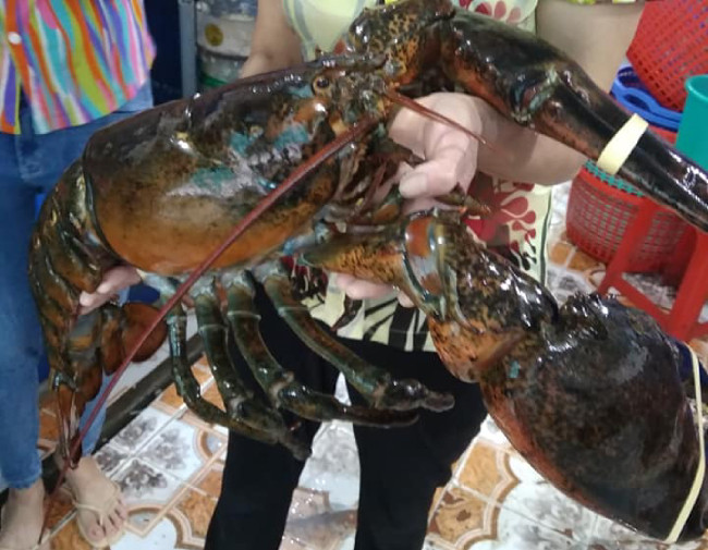 Anh cũng cho biết loại tôm này nếu biết bảo quản sẽ để được khá lâu. Nếu bể đạt chuẩn về độ lạnh và muối thì tôm sẽ sống được cả tháng. Ngược lại, tôm có thể chết bất cứ lúc nào nếu bể không đạt chuẩn.