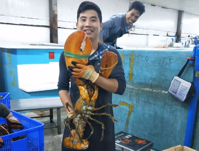 Anh Chiến, một đầu mối buôn tôm hùm sống ở Hà Nội, cho biết những con tôm này được nhập trực tiếp từ Canada. Mỗi con nặng từ 0,5-7kg. Hiện, giá bán lẻ khoảng 1,2 triệu đồng/kg, giá bán buôn số lượng lớn thì sẽ thấp hơn.