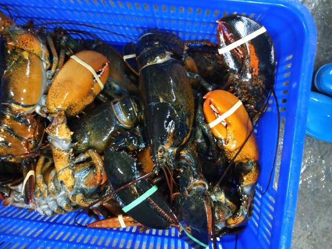 Theo anh, tôm hùm nhập khẩu nhưng giá không cao bằng loại tôm nhỏ trong nước. Cụ thể, loại tôm hùm bông giá lên đến hơn 3 triệu đồng/kg loại to 3-4kg/con. “Mỗi loại tôm lại có những ưu điểm riêng, thịt tôm cũng mỗi loại có một vị ngon khác nhau. Loại tôm này dai, ngọt. Điểm trừ lớn nhất của loại tôm này là nhiều vỏ, vì chúng có càng khá to, nặng mà vỏ ở chiếc càng này khá dày”, anh cho hay.