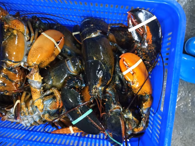 Theo anh, tôm hùm nhập khẩu nhưng giá không cao bằng loại tôm nhỏ trong nước. Cụ thể, loại tôm hùm bông giá lên đến hơn 3 triệu đồng/kg loại to 3-4kg/con. “Mỗi loại tôm lại có những ưu điểm riêng, thịt tôm cũng mỗi loại có một vị ngon khác nhau. Loại tôm này dai, ngọt. Điểm trừ lớn nhất của loại tôm này là nhiều vỏ, vì chúng có càng khá to, nặng mà vỏ ở chiếc càng này khá dày”, anh cho hay.