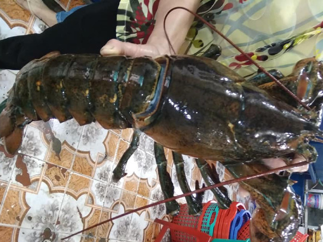 Thời điểm này đang khan hàng, khách thường đặt trước để đảm bảo sẽ được ăn ngay và không phải đợi lâu. Theo anh, tôm này có kích thước lớn hơn rất nhiều với tôm trong nước, chúng có thịt ngọt, vị đậm và rất chắc thịt, đầu tôm nhiều gạch có thể chế biến thành nhiều món ăn khác nhau.