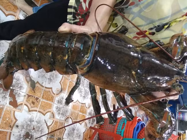 Thời điểm này đang khan hàng, khách thường đặt trước để đảm bảo sẽ được ăn ngay và không phải đợi lâu. Theo anh, tôm này có kích thước lớn hơn rất nhiều với tôm trong nước, chúng có thịt ngọt, vị đậm và rất chắc thịt, đầu tôm nhiều gạch có thể chế biến thành nhiều món ăn khác nhau.