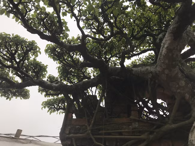 Cổng làng rêu phong còn mang đến hoài niệm, khiến những người xa quê thổn thức. Chủ nhân của cây còn tạo giếng nước, mái đình ngay cạnh cổng làng và cây sanh này. Chủ nhân của cây này cho biết dù cây kích thước không quá to, lớn nhưng giá trị mang lại rất cao.