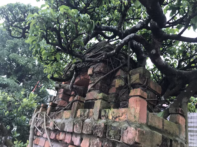 Tác phẩm cây dáng làng này mô phỏng lại bóng dáng của cây đa đầu làng. Hình ảnh quen thuộc ở các làng quê phía Bắc nước ta. Thân cây có những điểm sù sì, lồi lõm để tạo sự già cỗi, phong trần. Cây chỉ có một thân chính duy nhất để tạo sự vững chãi, chắc chắn giữa phong ba bão táp. Cây vẫn mang một vẻ đẹp tự nhiên, gợi cho người xem về sự yên bình của làng quê Việt.