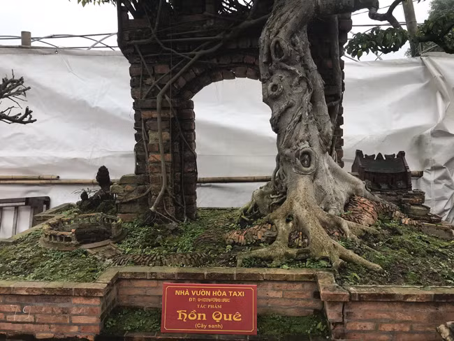 Với ông, việc chăm cây cảnh như một đam mê, một phần của cuộc sống. Nên ông dành tình cảm rất nhiều cho mỗi cây cảnh ông chăm sóc. Ông chưa muốn bán một phần vì không nỡ xa cây và tiếc công chăm sóc. Cây sanh này được ông đặt tên là “Hồn Quê”.