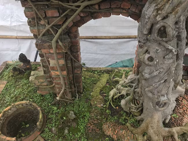 Với ông, những chiếc rễ của cây sanh bám vào cổng làng phải trắng tinh như thân. Đó mới thể hiện sự già cỗi, lâu đời như cây đa cổ thụ ở cổng làng. Đây cũng là một trong những lý do khiến ông chưa muốn bán cho bất kỳ khách nào.