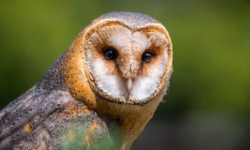 Nghe thay tieng chim lon keu la diem bao sap co nguoi chet?