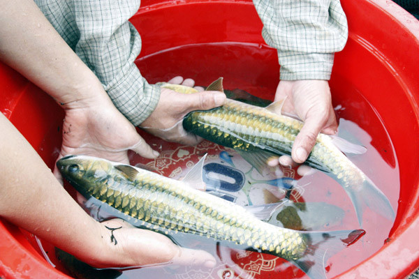 Nuoi loai ca quy hiem dep nhu tien co cai ten 