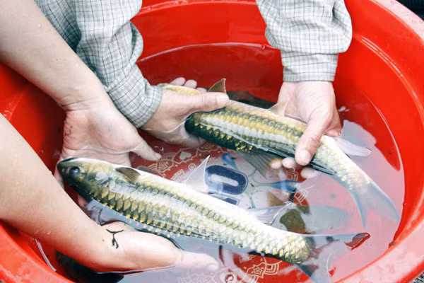 Nuoi loai ca quy hiem dep nhu tien co cai ten 