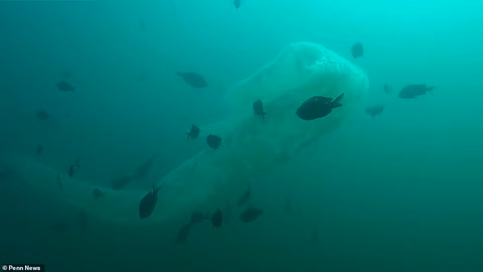 Video: Tho lan hai hung vi sinh vat nhu “bao cao su khong lo”