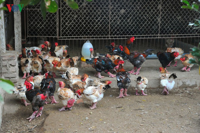 Đối với HTX nói riêng và các trại gà trong vùng Đông Tảo nói chung vẫn luôn giữ mức giá bán ổn định để mọi người đều có thể sử dụng sản phẩm, anh Lê Quang Thắng - một trong những trại gà có uy tín của xã Đông Tảo - chia sẻ.