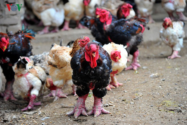 Mặc dù cung không đủ cầu vào các dịp lễ, Tết nhưng không vì vậy mà bà con trong vùng nâng giá bán, Giám đốc HTX Chăn nuôi và Kinh doanh gà Đông Tảo khẳng định.