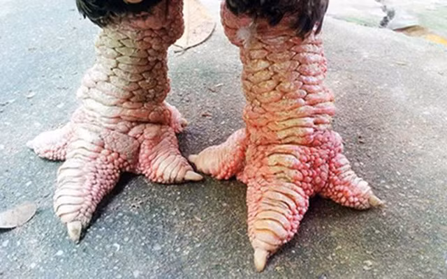 Theo những người nuôi gà Đông Tảo, giá loại gà này không chỉ phụ thuộc vào cân nặng mà còn có nhiều yếu tố khác như đôi chân, màu lông, bộ cánh... (Ảnh: KT)