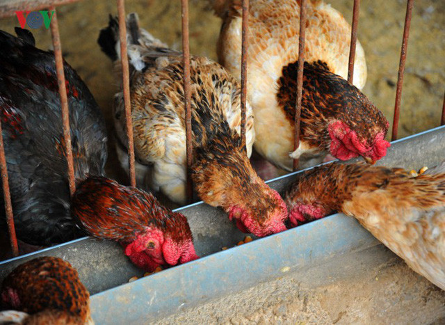 Đông Tảo là một trong những xã có tên gắn liền với giống gà Đông Tảo, nó như một thương hiệu khẳng định về nguồn gốc của giống gà quý, nói đến gà Đông Tảo là nói đến xã Đông Tảo và ngươc lại.